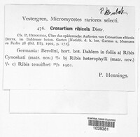 Cronartium ribicola image